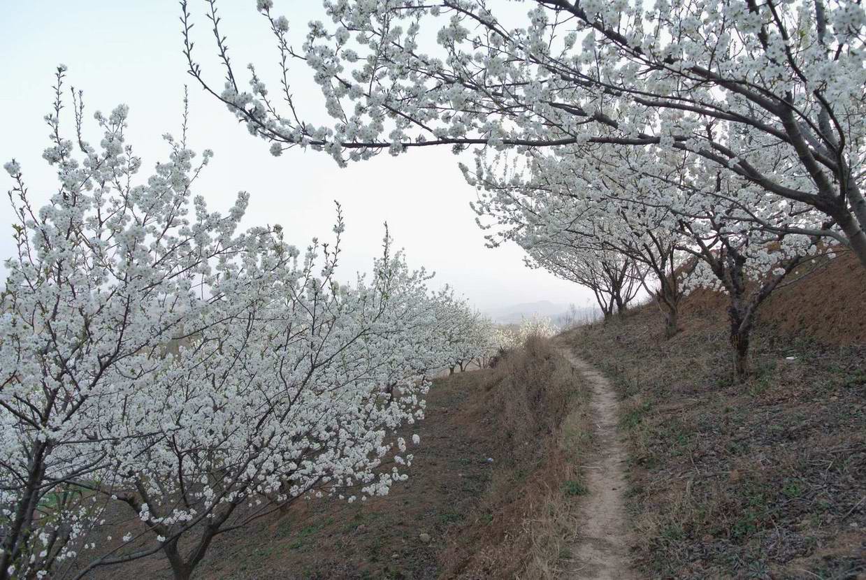 雪舞樱花一