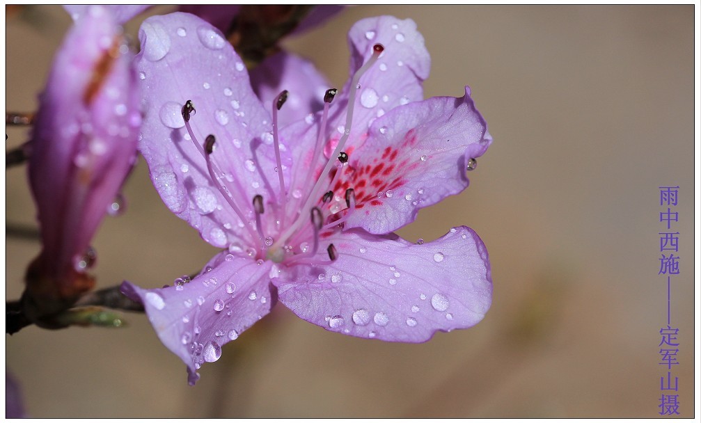 雨中西施.jpg