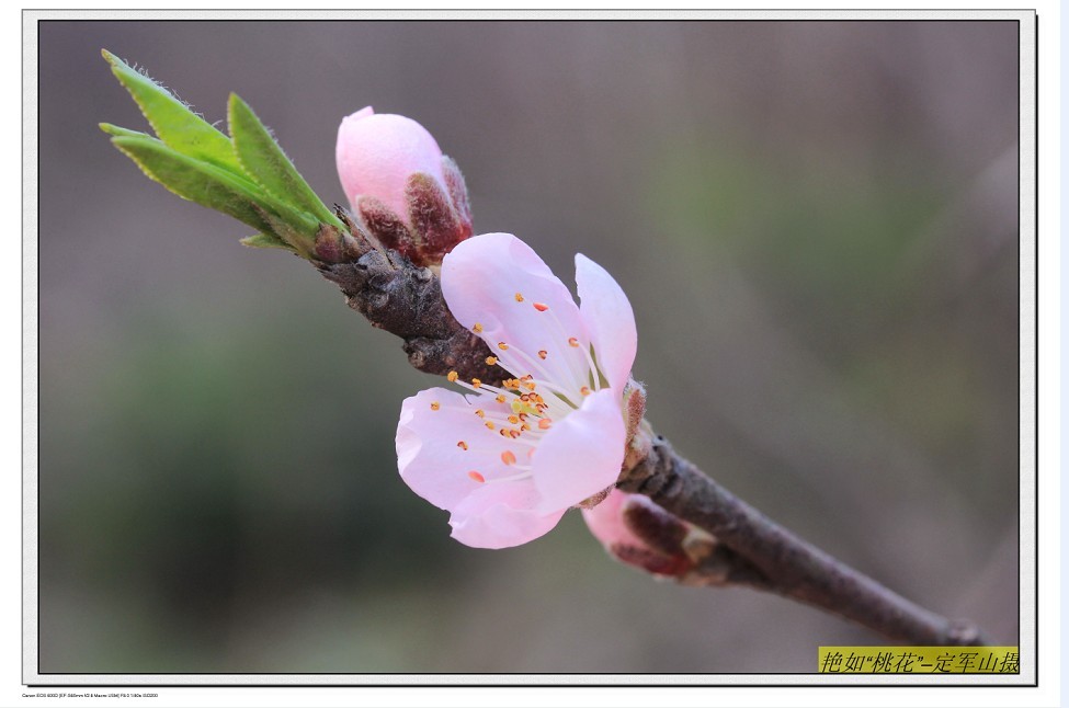 艳如桃花.jpg