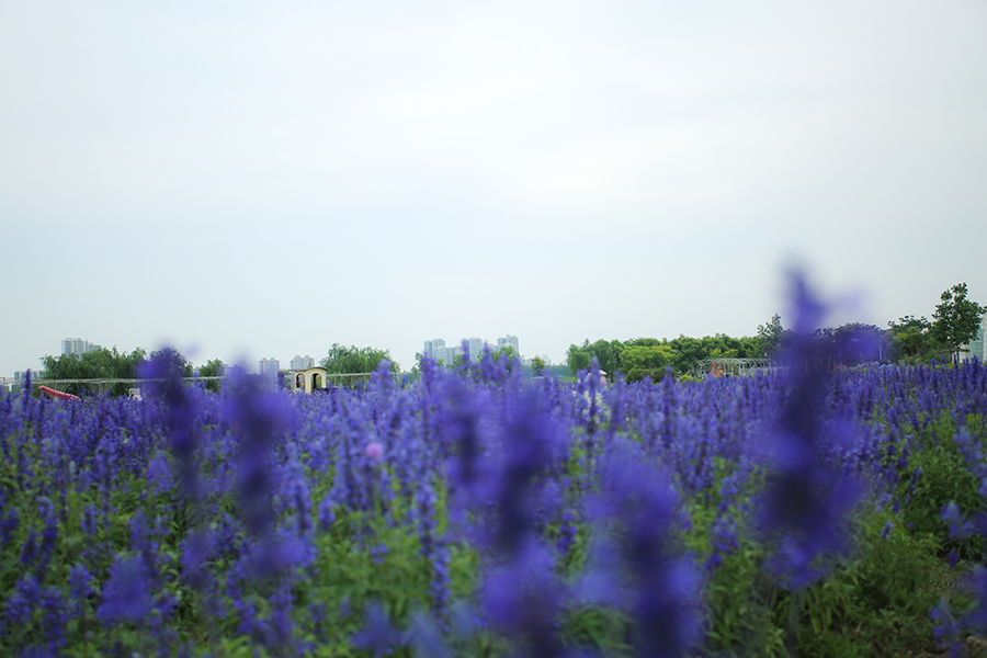 花季