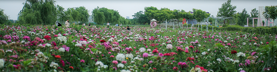 花季