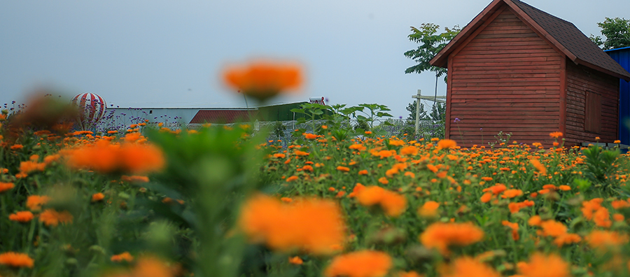 花季