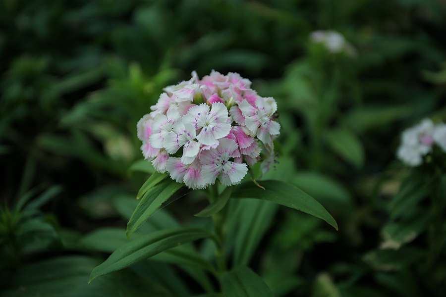 花季