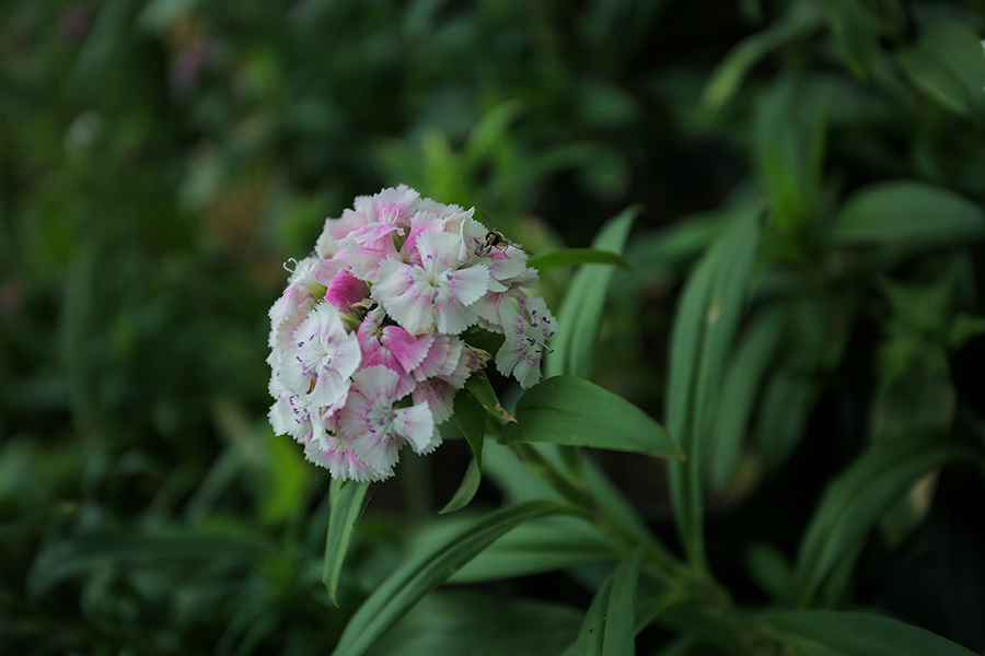 花季